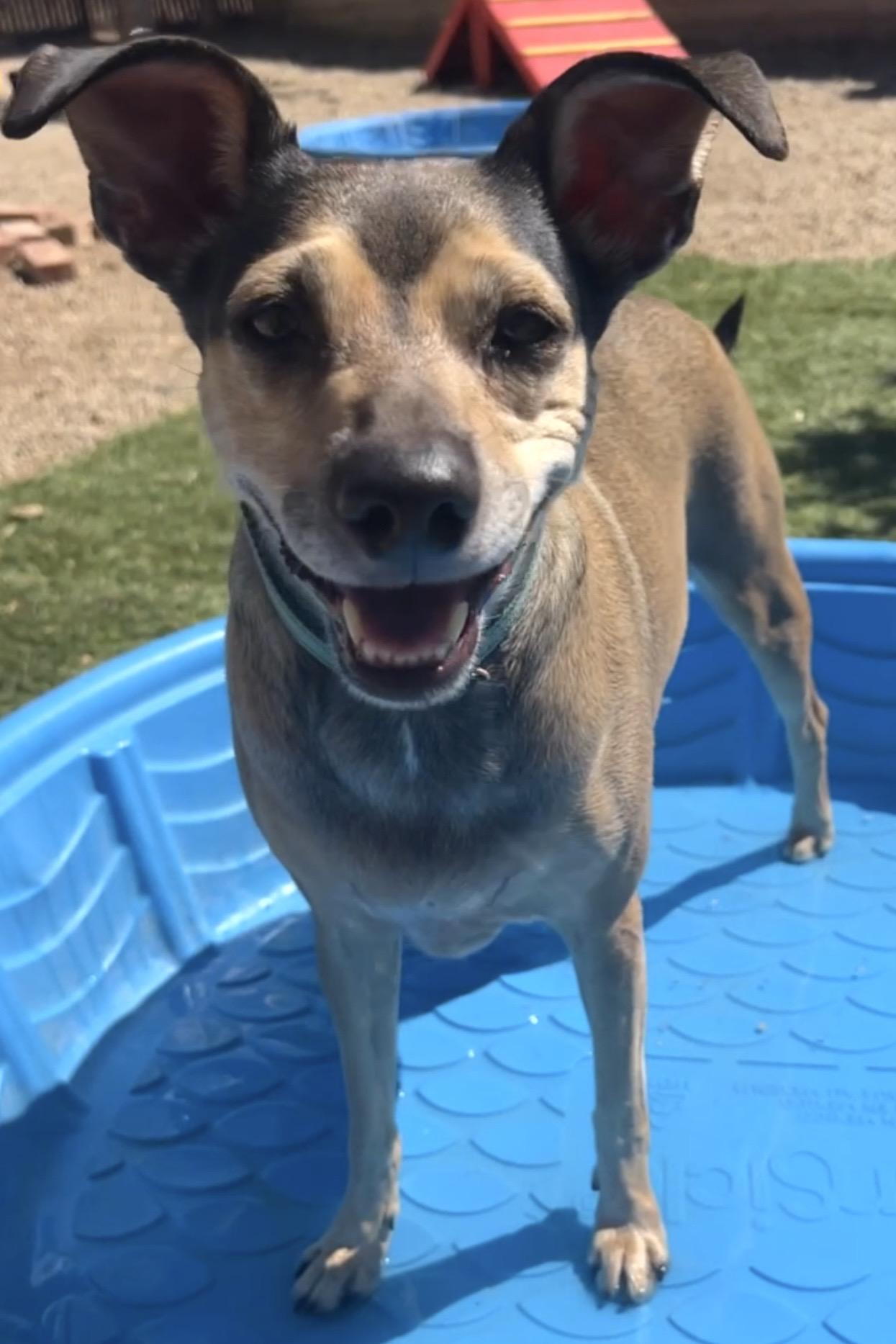 Enlarge Holly, a Adoptable mixed breed in Agua Dulce, CA image 6/6