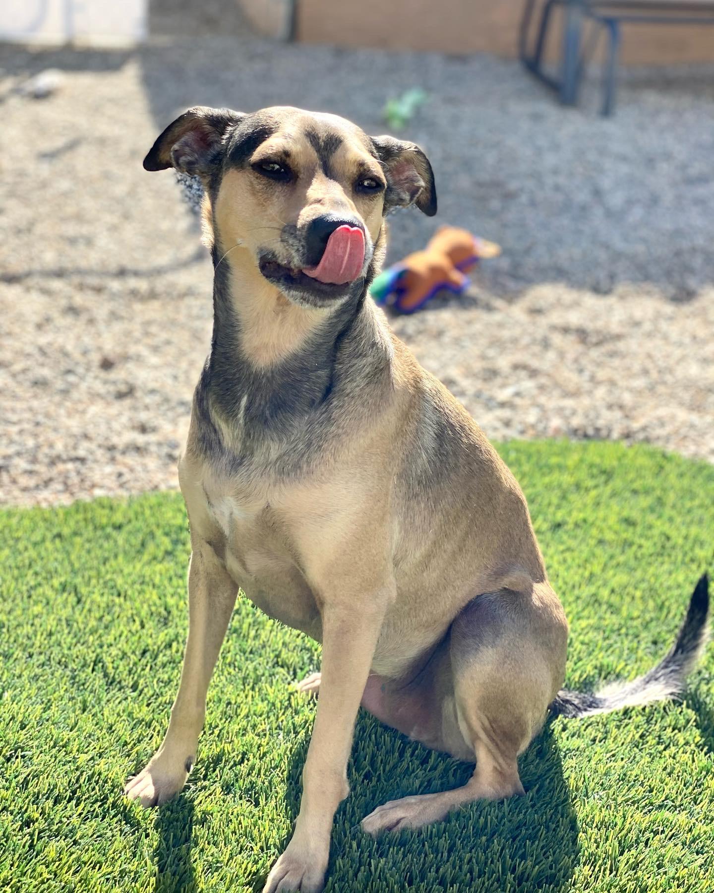 Holly, a Adoptable mixed breed in Agua Dulce, CA image 5/5