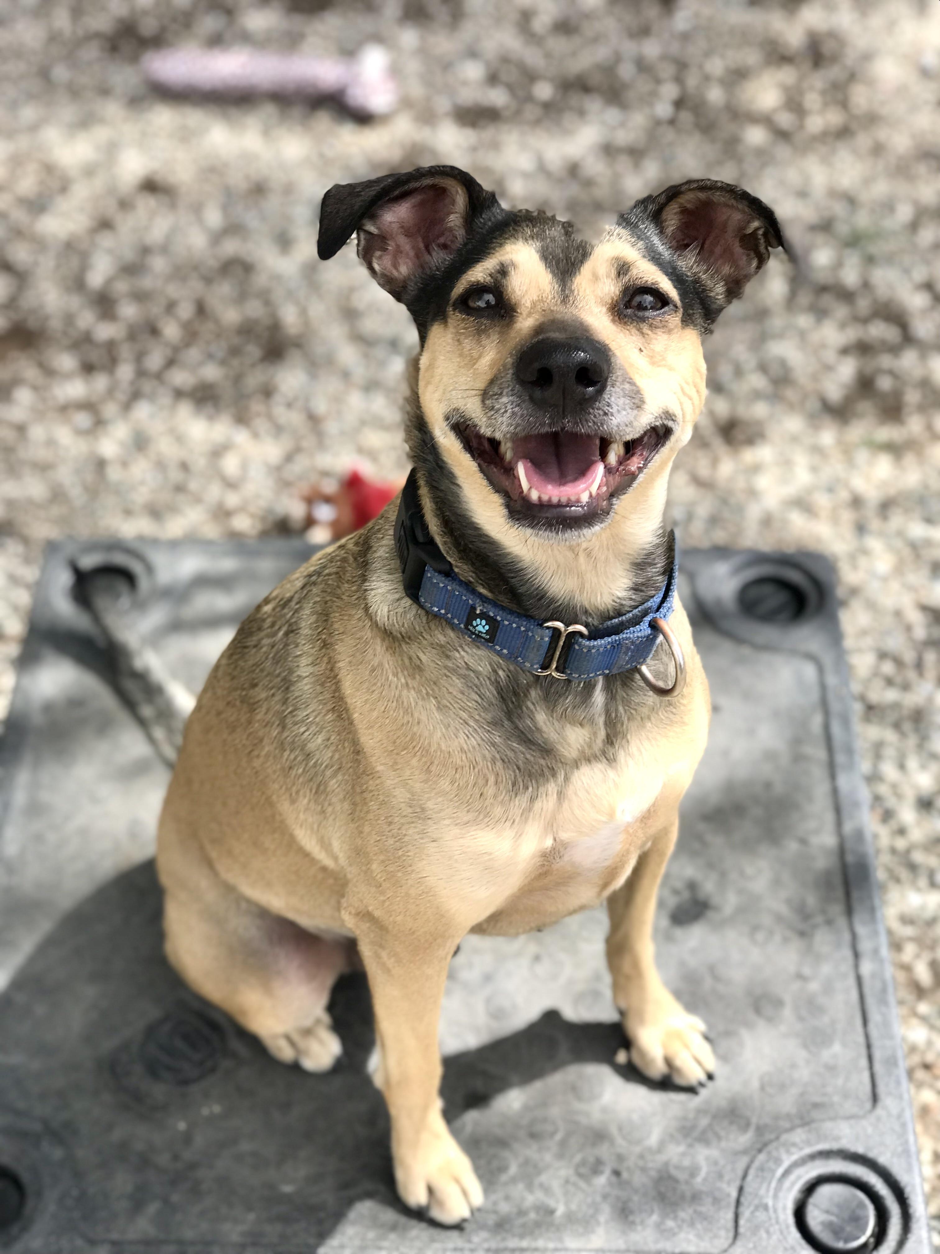 Holly, a Adoptable mixed breed in Agua Dulce, CA image 4/5
