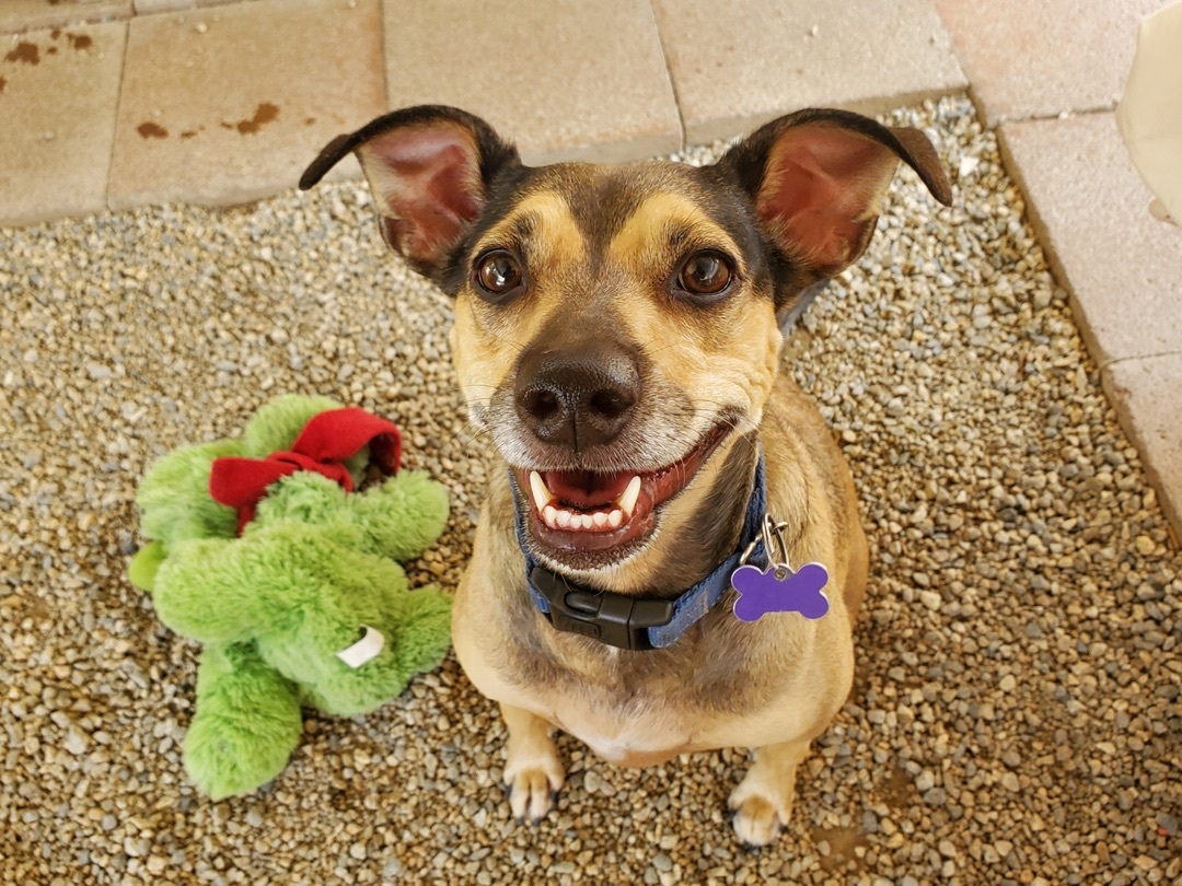 Holly, a Adoptable mixed breed in Agua Dulce, CA image 3/9