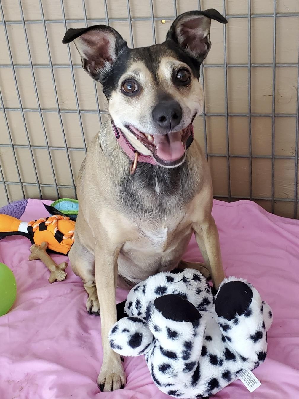 Holly, Adoptable, Adult Female German Pinscher.
