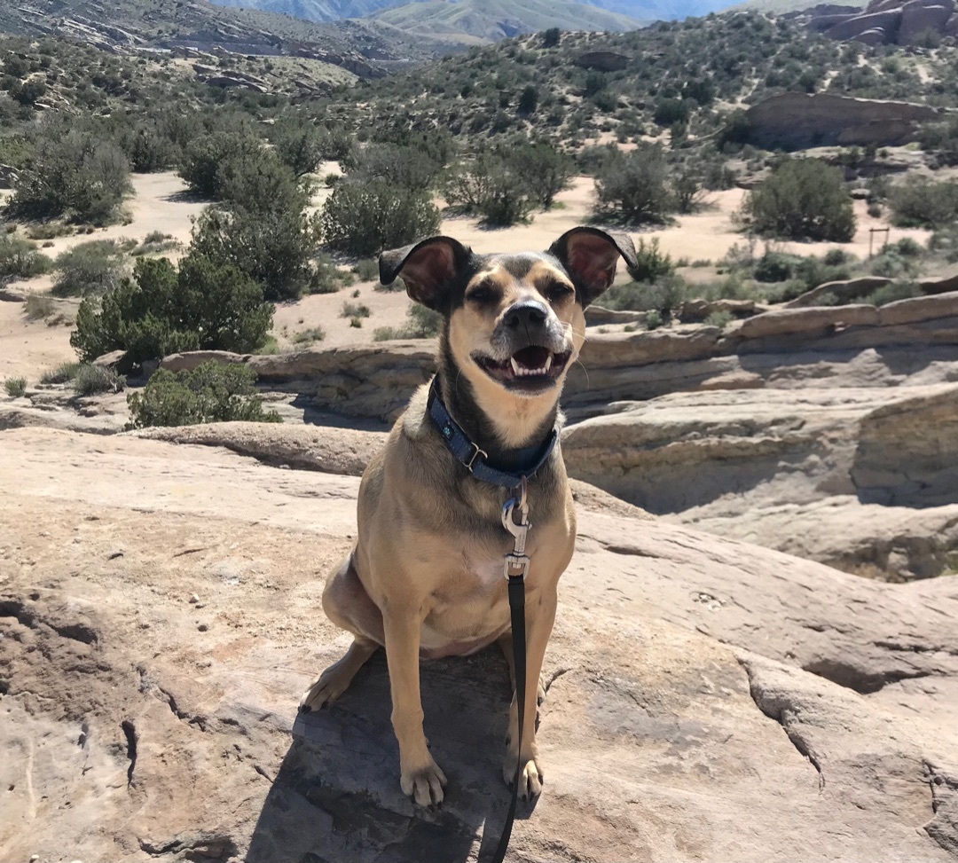 Holly, a Adoptable mixed breed in Agua Dulce, CA image 4/9