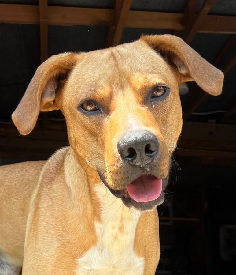 Mojo, Adopted, Young Male Carolina Dog.