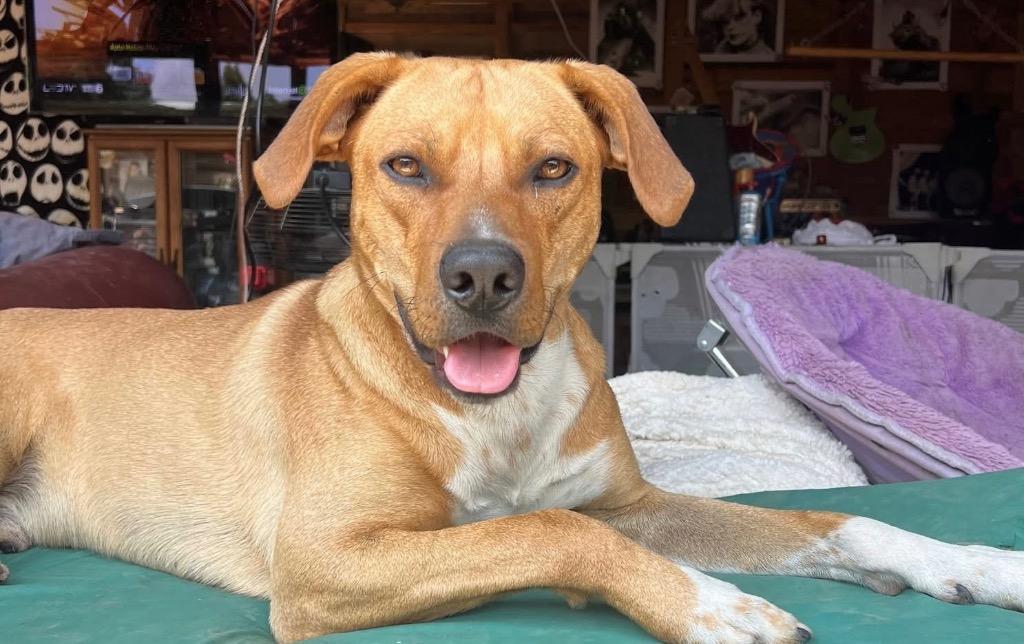 Enlarge Mojo, a Adopted Carolina Dog in Crossville, TN image 3/6