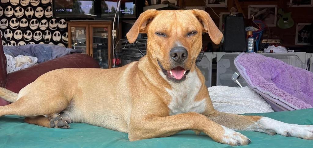 Enlarge Mojo, a Adopted Carolina Dog in Crossville, TN image 4/6