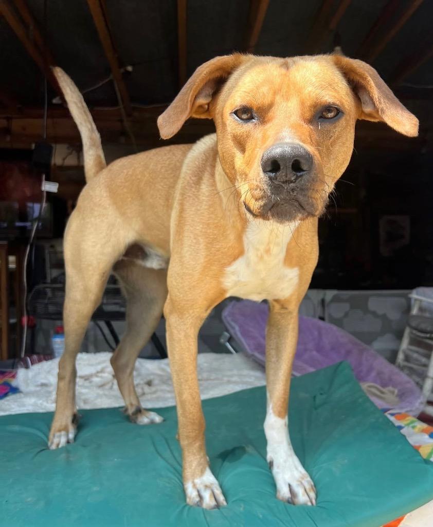 Enlarge Mojo, a Adopted Carolina Dog in Crossville, TN image 5/6