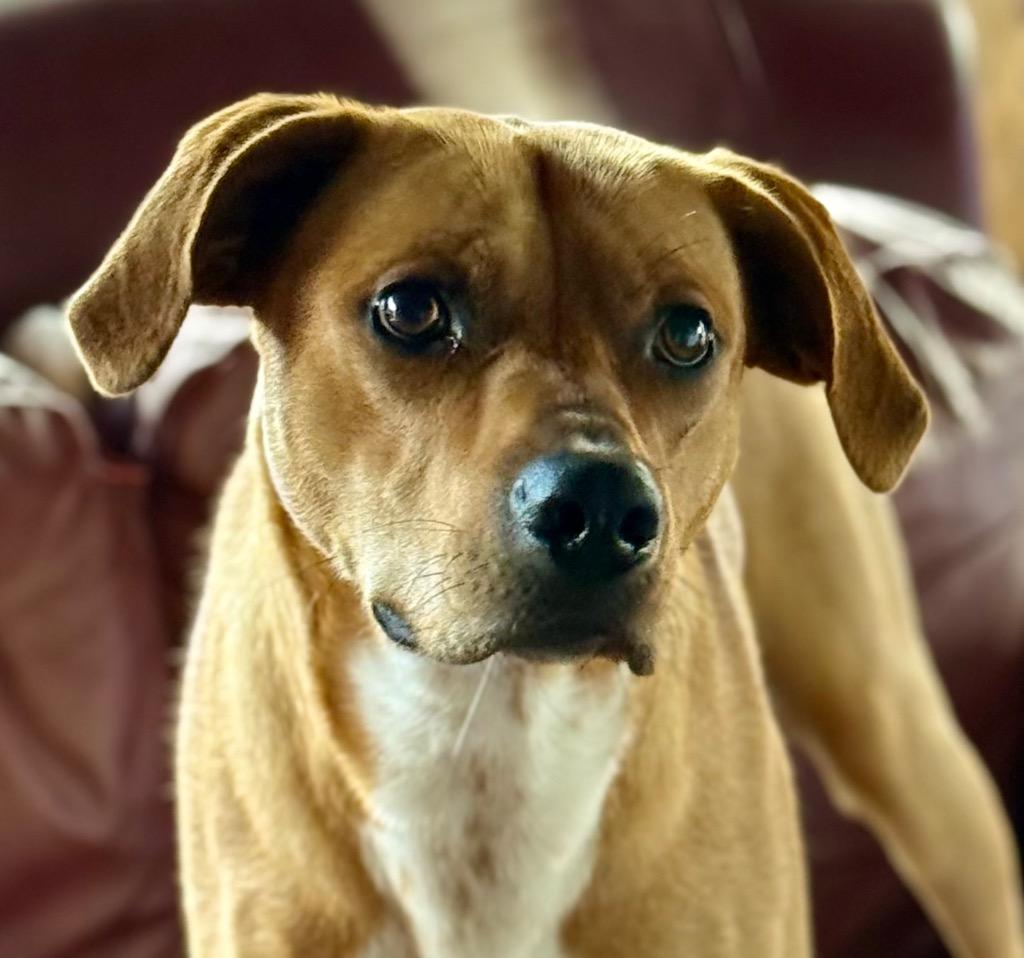 Enlarge Mojo, a Adopted Carolina Dog in Crossville, TN image 6/6