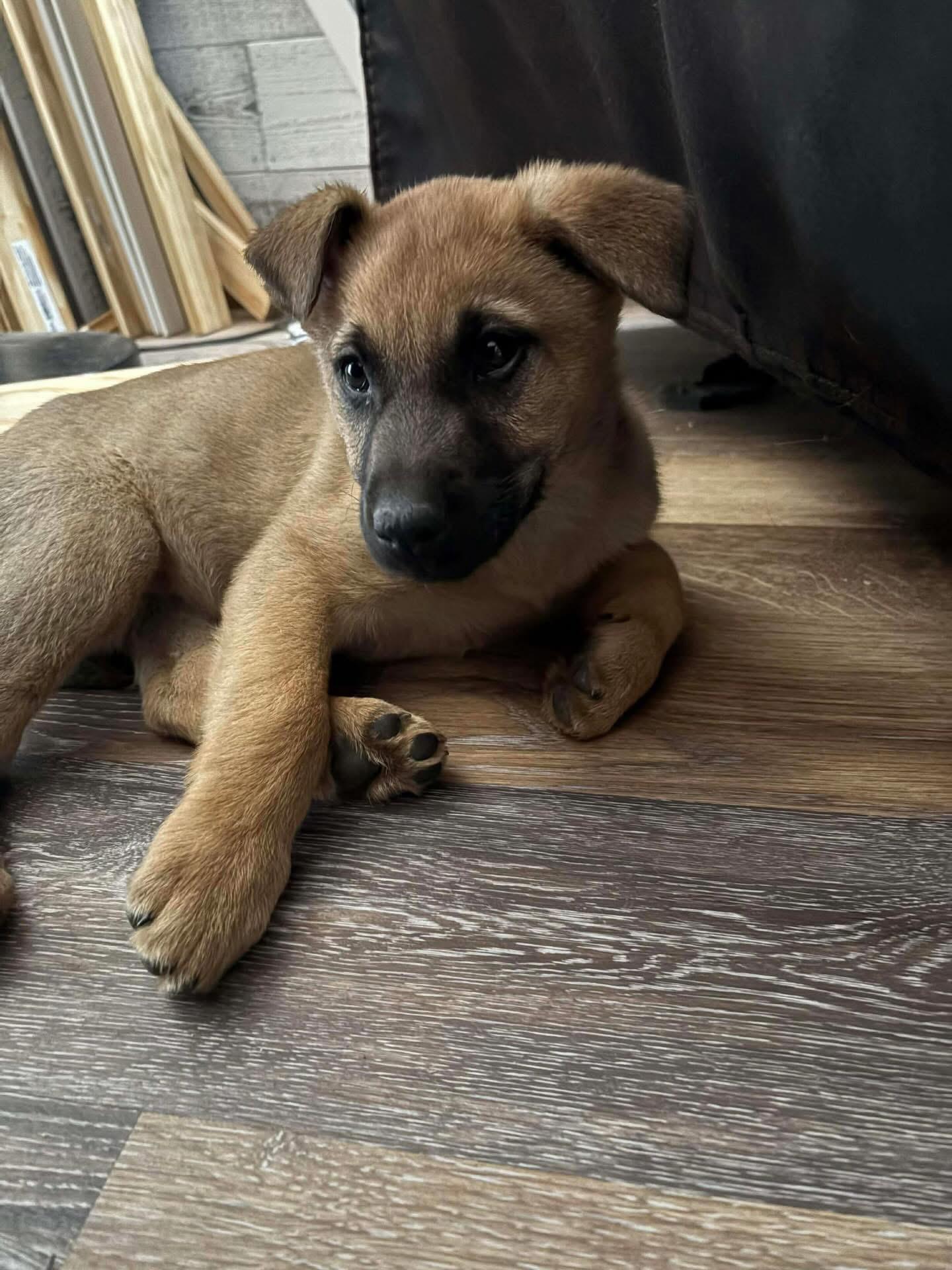 Roxie, adopted, Puppy Female German Shepherd Dog.