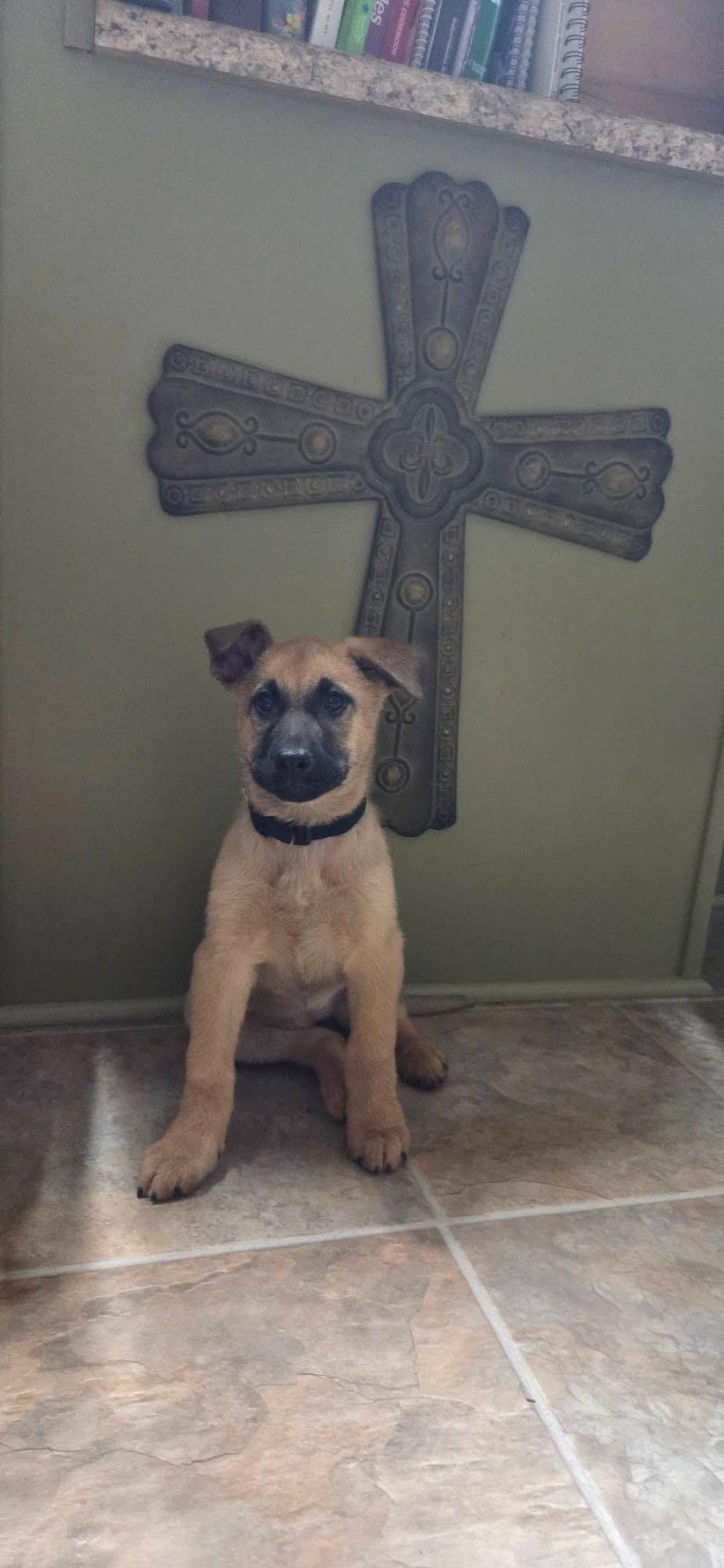 Enlarge Roxie, an adopted mixed breed in Kannapolis, NC image 4/4