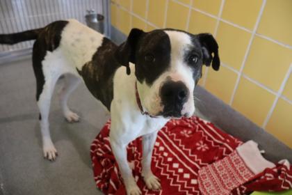 Dainty, Adoptable, Adult Female Great Dane & Mixed Breed.