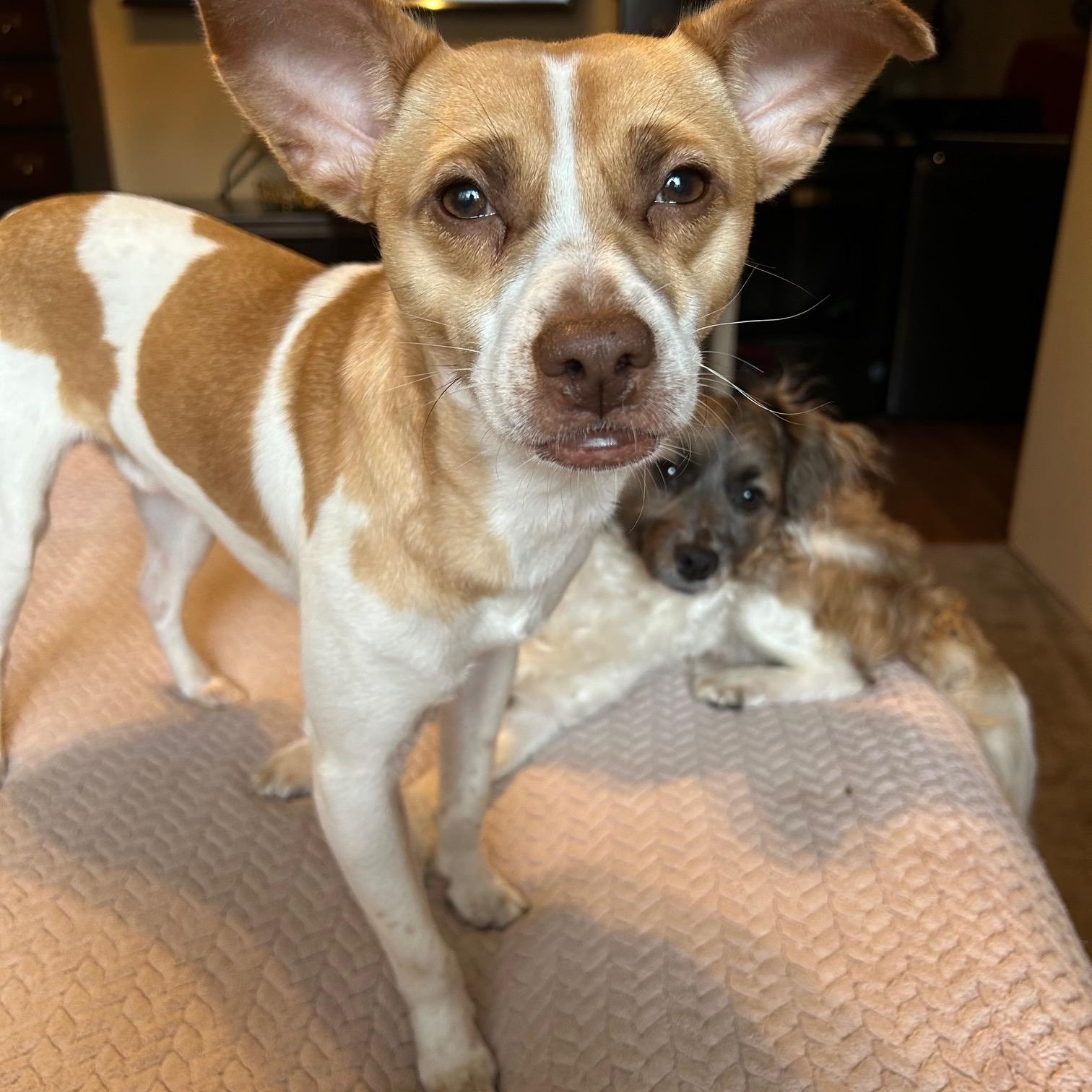 LEO (bonded with Little Larry) — thumbnail 2