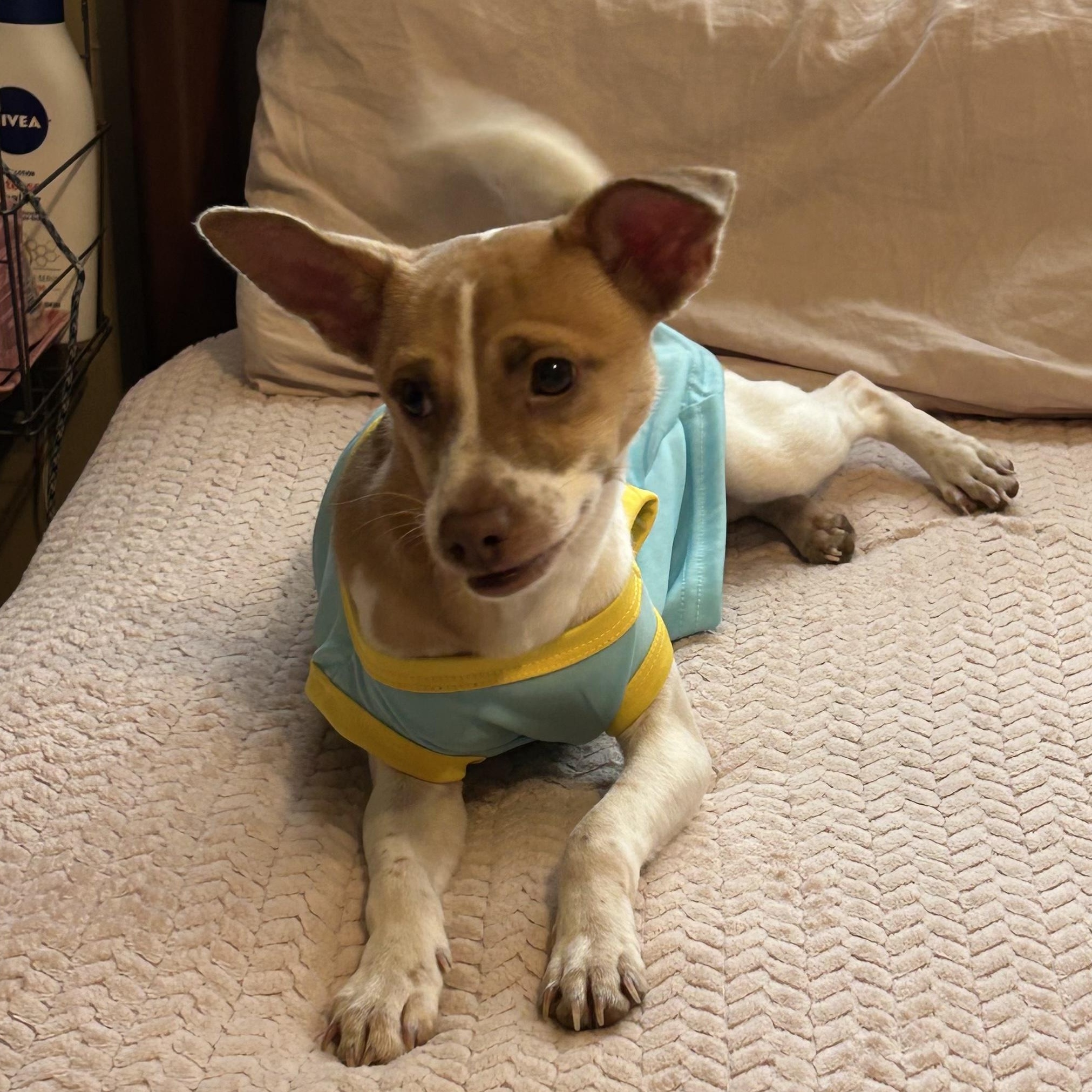 LEO (bonded with Little Larry) — thumbnail 3