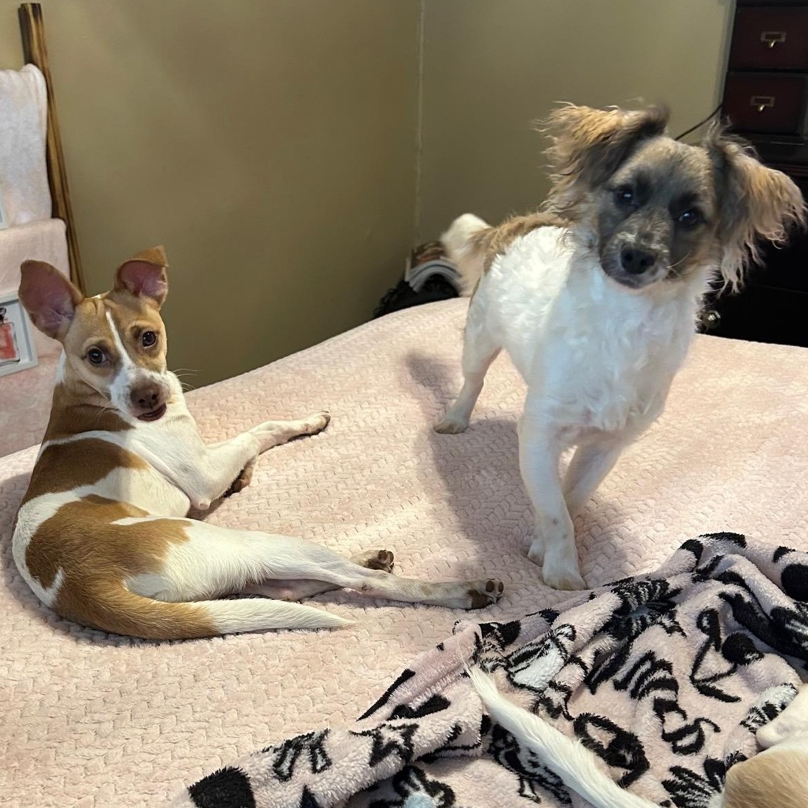 LEO (bonded with Little Larry) — thumbnail 5