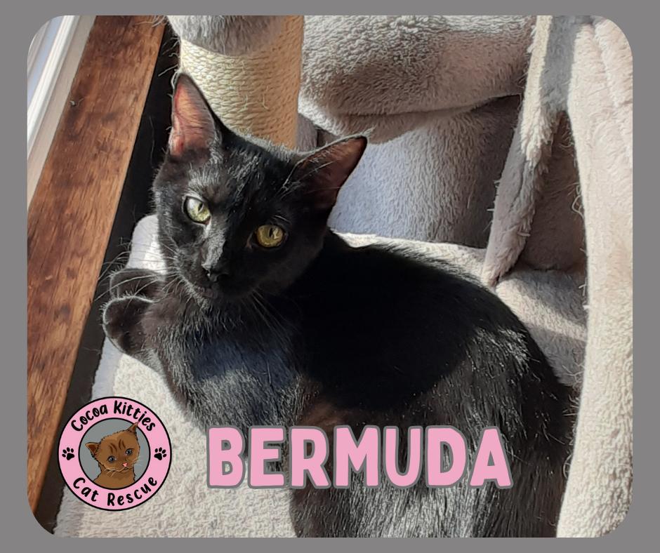 Bermuda, a Adopted mixed breed in Hershey, PA image 2/6