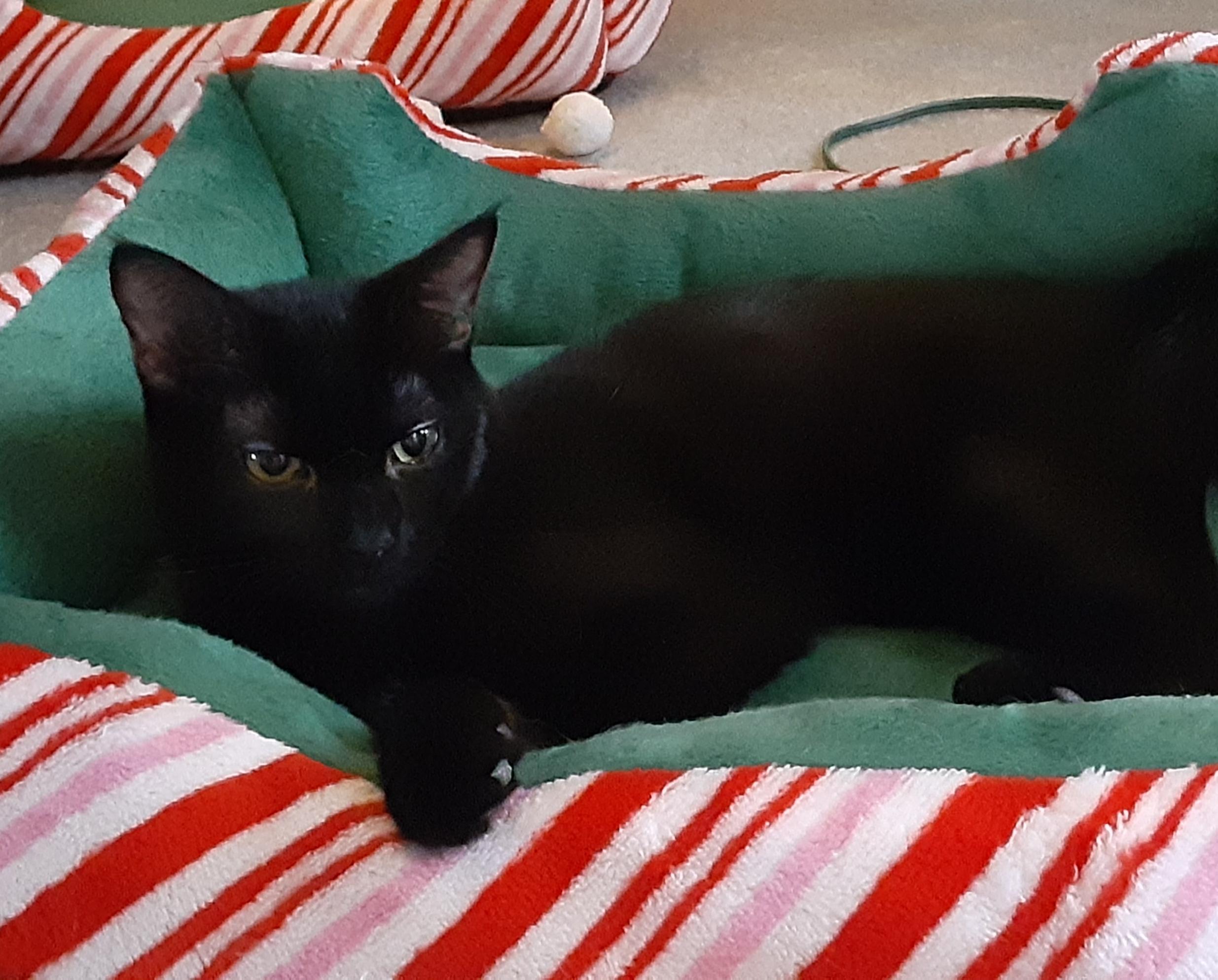 Bermuda, a Adopted mixed breed in Hershey, PA image 3/6