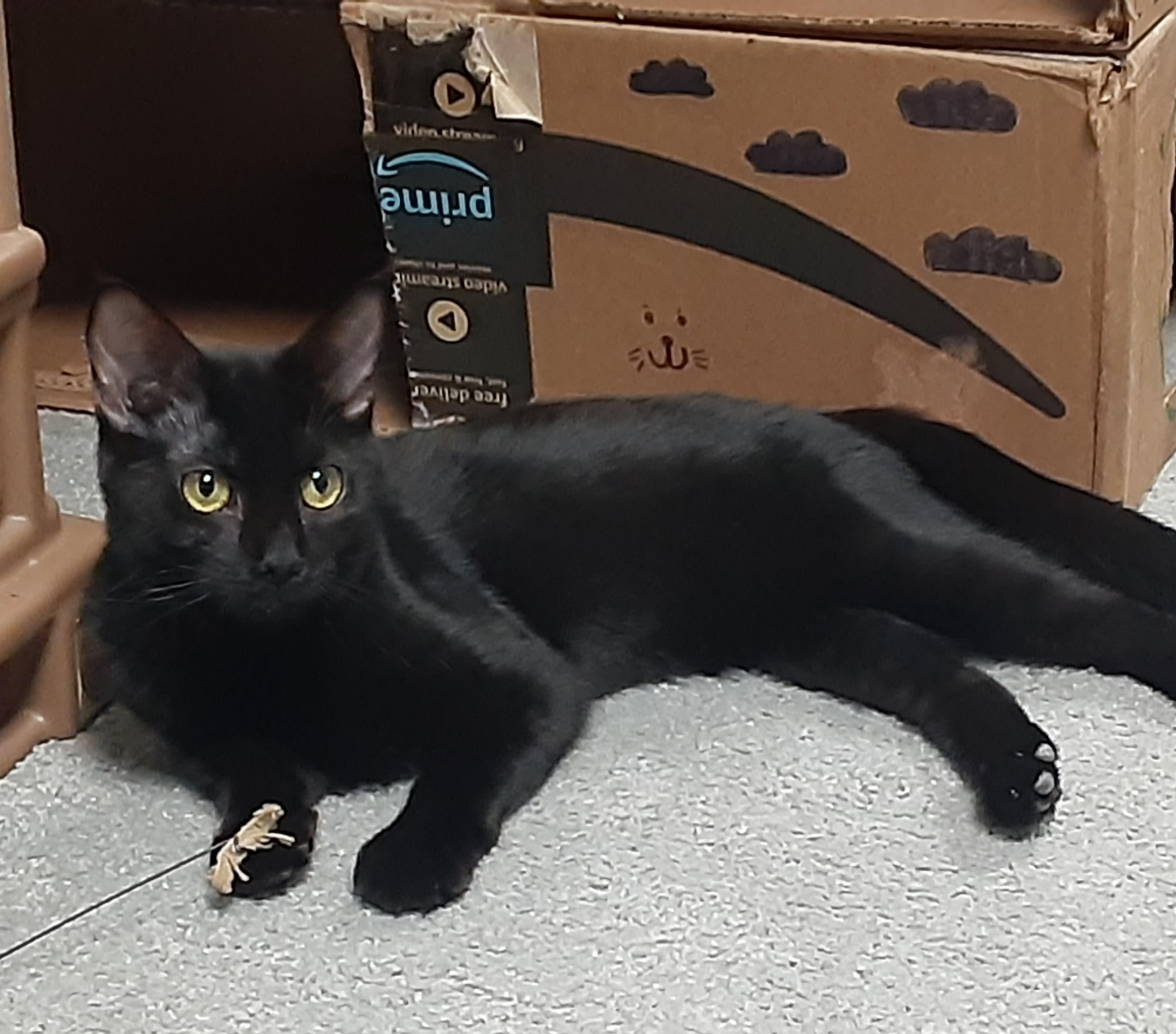 Bermuda, a Adopted mixed breed in Hershey, PA image 4/6