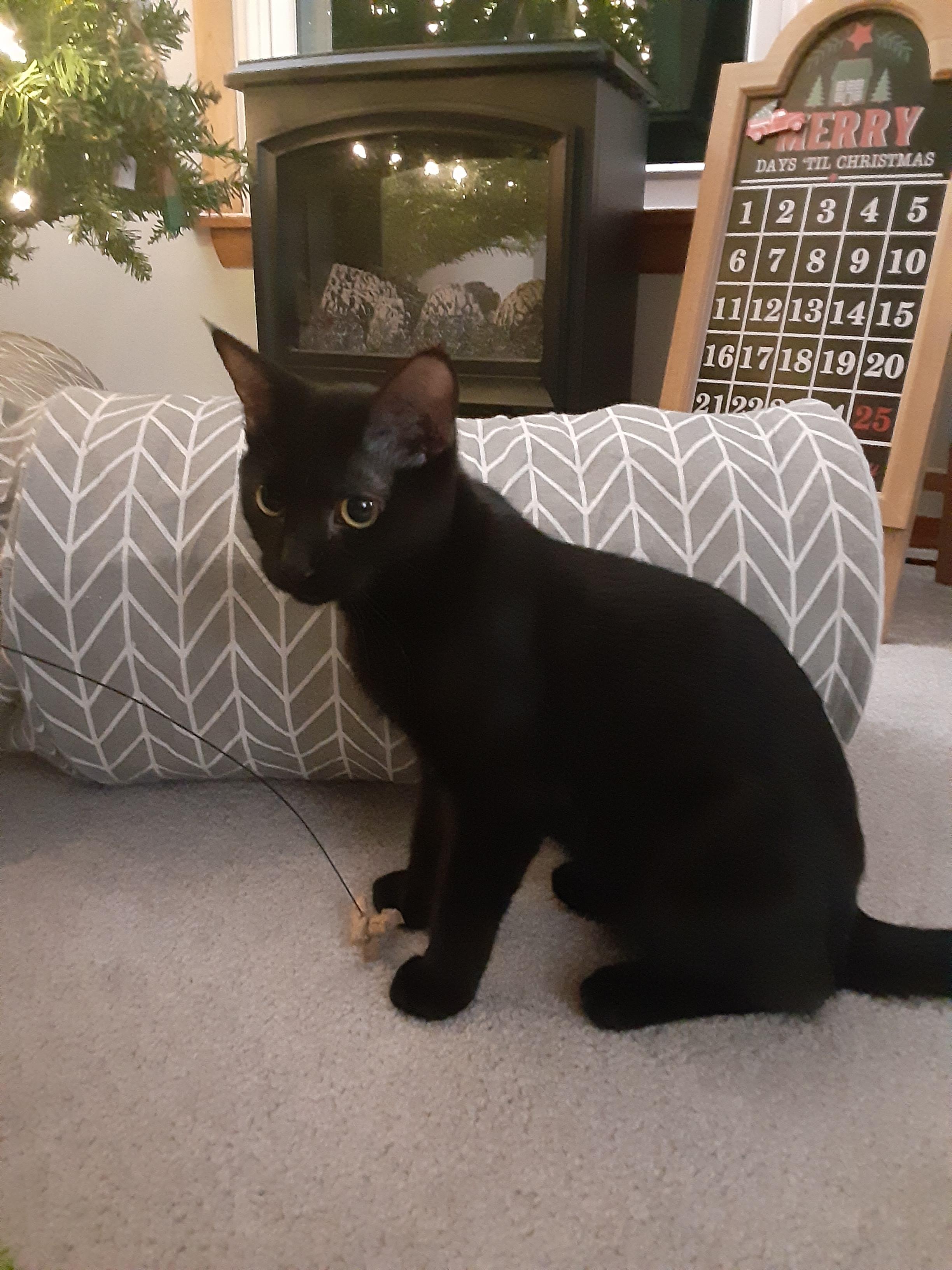 Bermuda, a Adopted mixed breed in Hershey, PA image 6/6