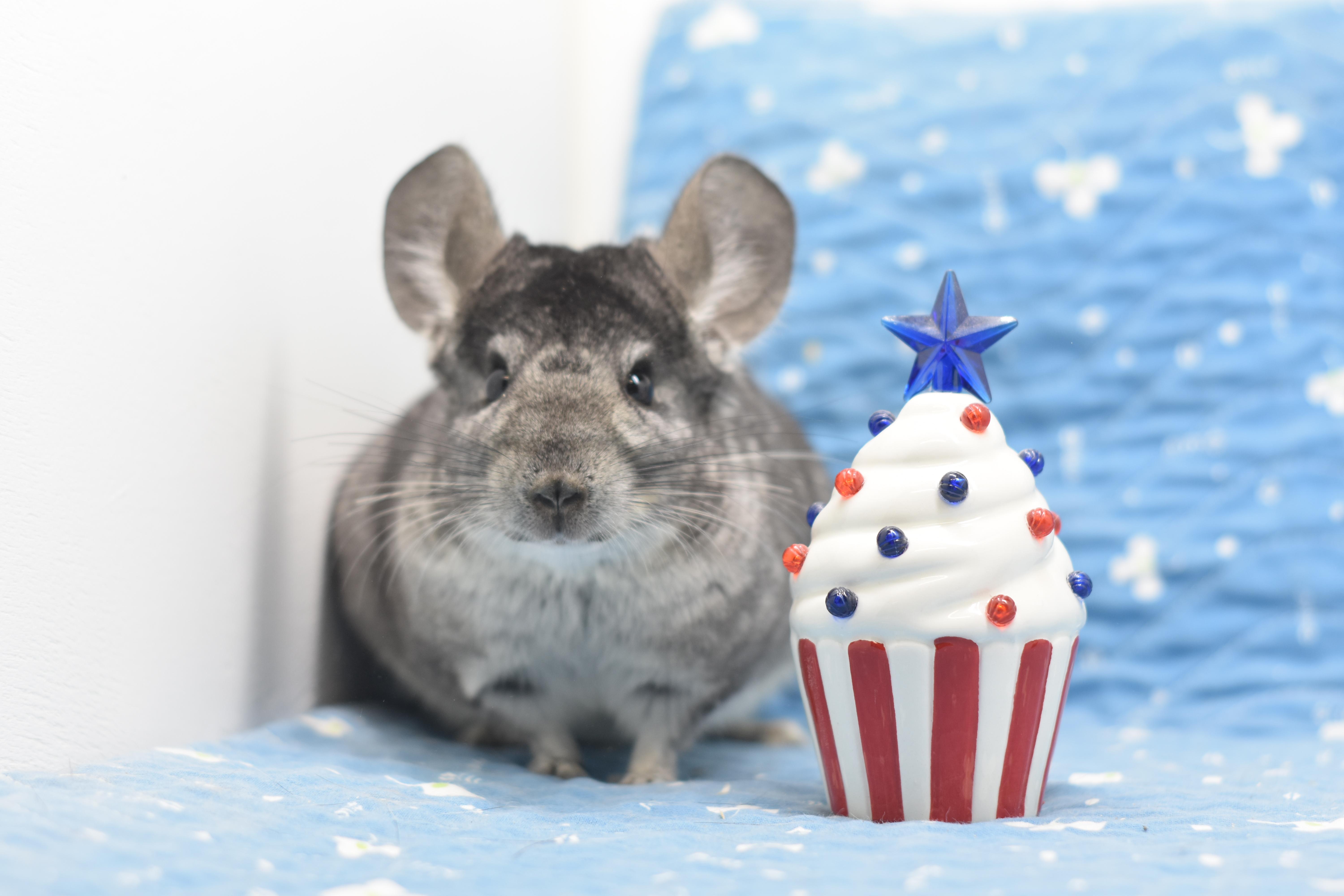 Luna, a ADOPTABLE Chinchilla in Wolcott, IN image 2/2
