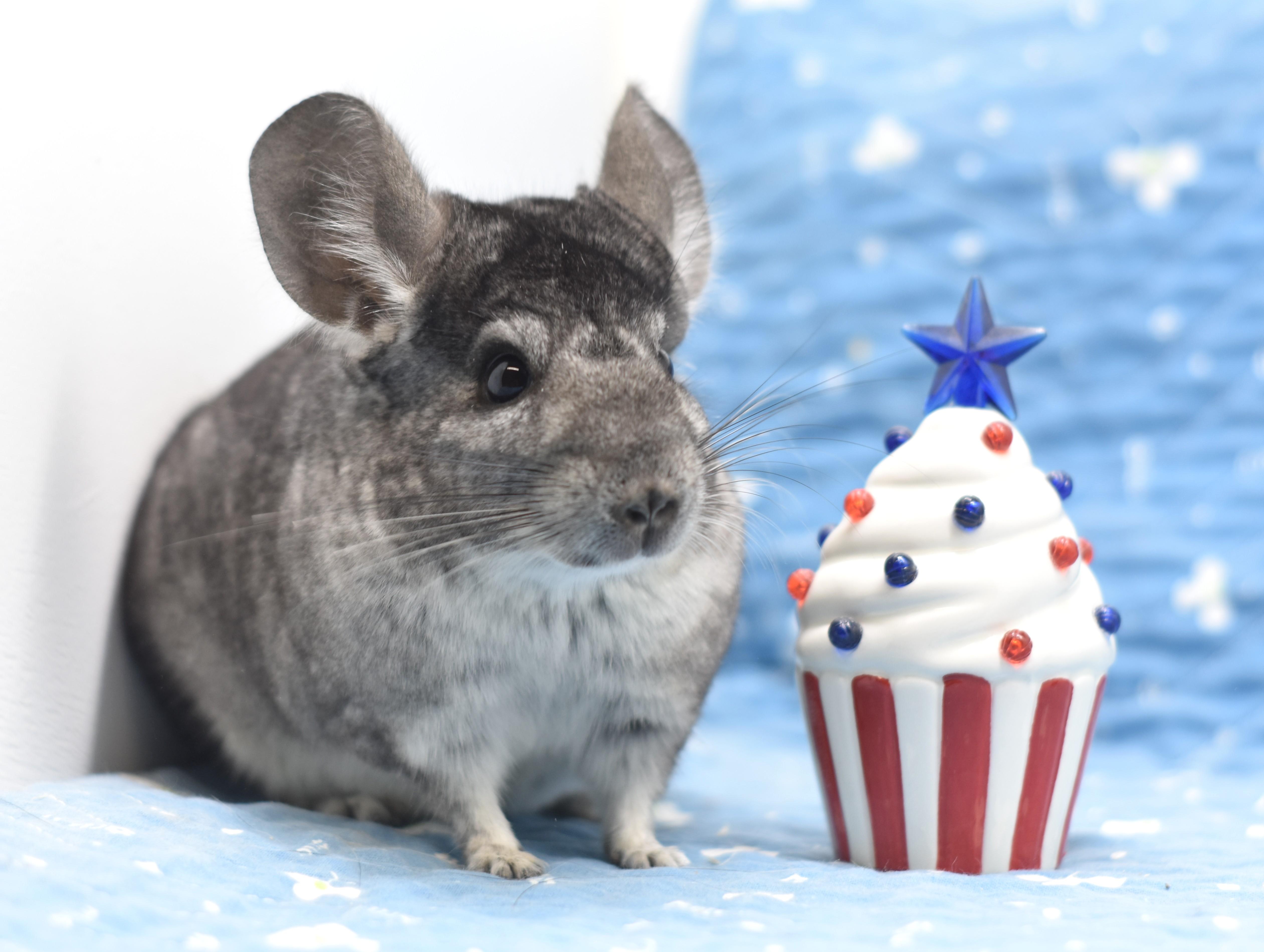 Luna, ADOPTABLE, Adult Female Chinchilla.