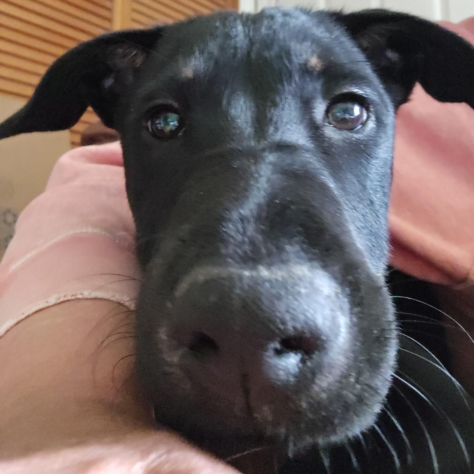 Emiline, a ADOPTABLE Mixed Breed in Head of Saint Margarets Bay, NS image 2/3