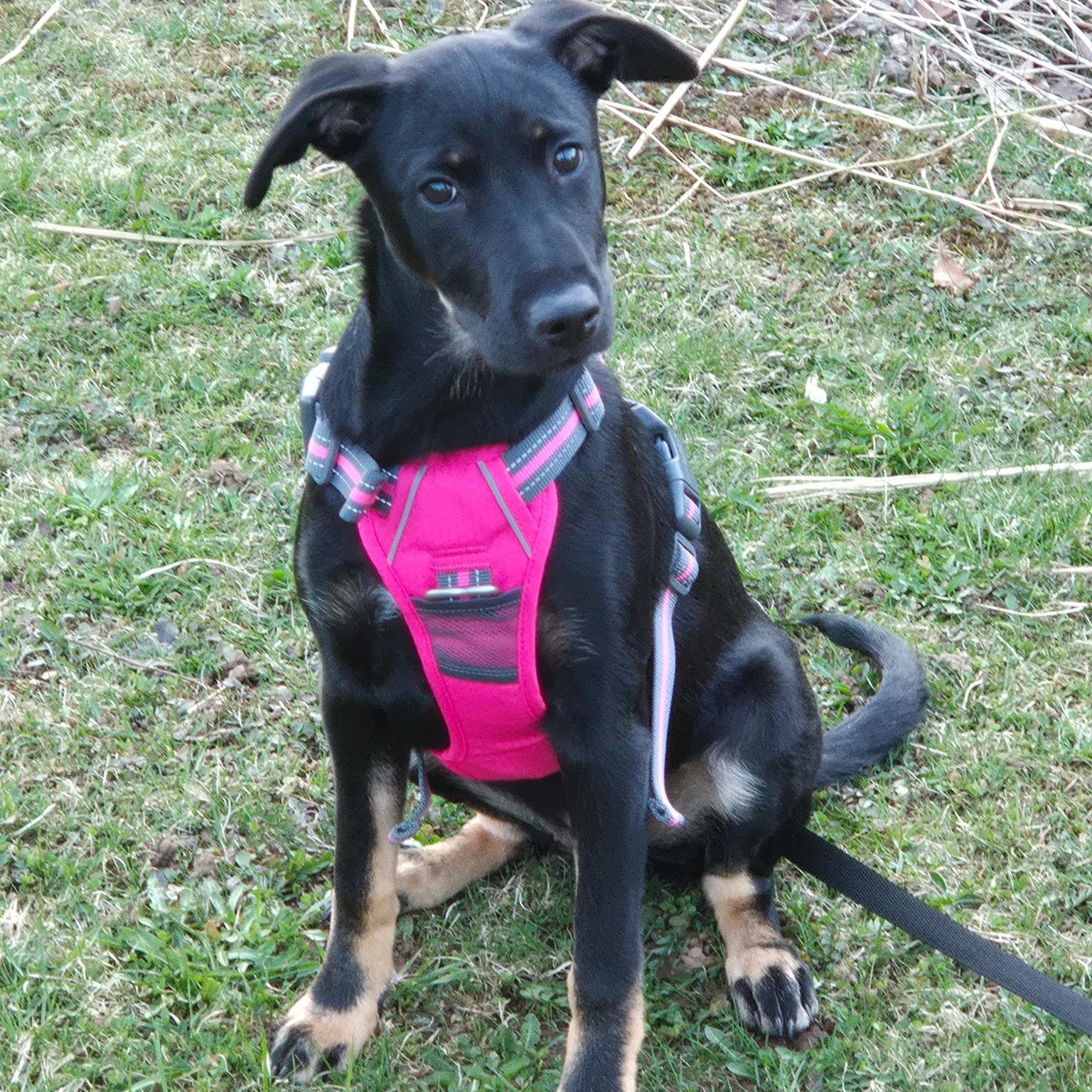 Emiline, a ADOPTABLE Mixed Breed in Head of Saint Margarets Bay, NS image 3/3