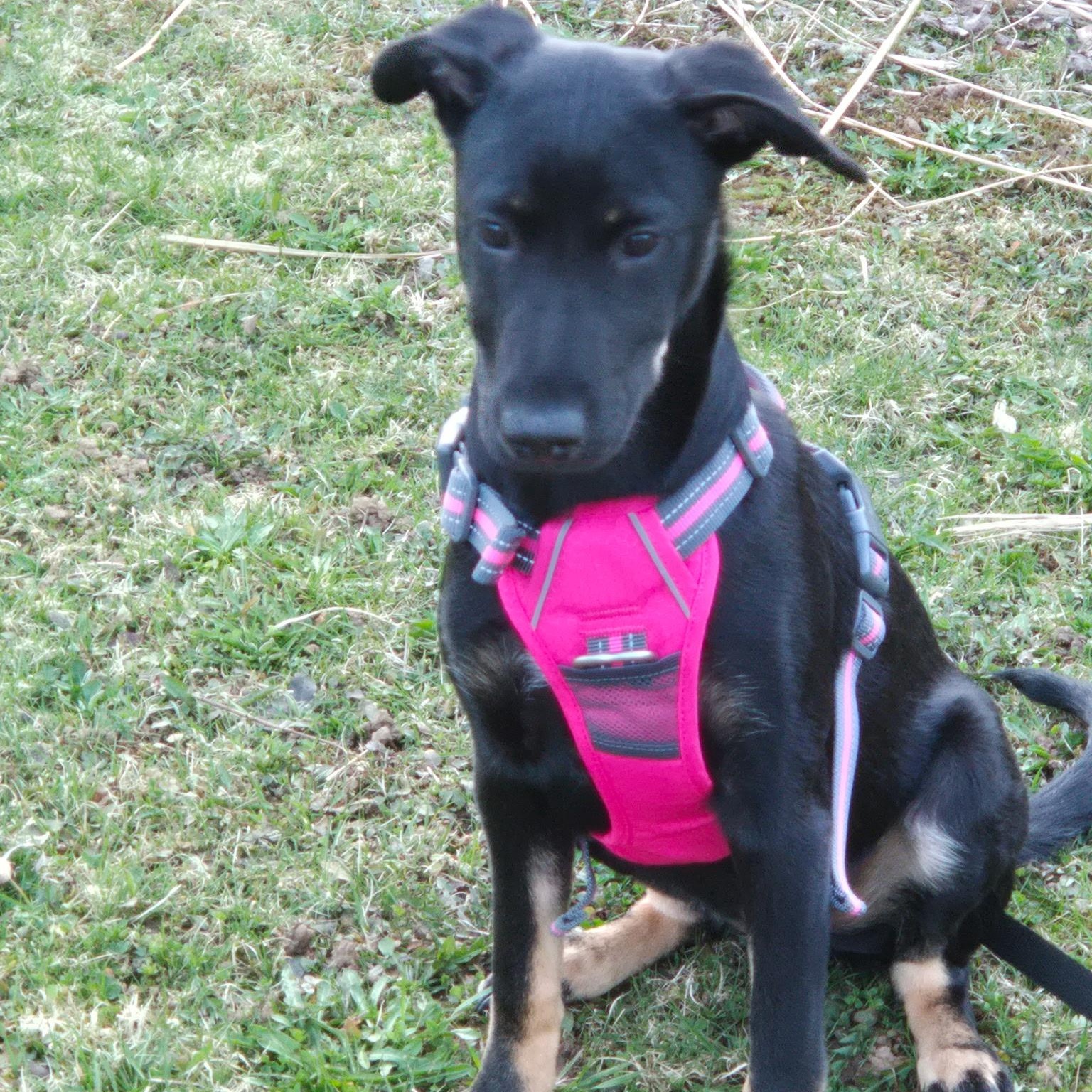 Emiline, ADOPTABLE, Puppy Female Mixed Breed.