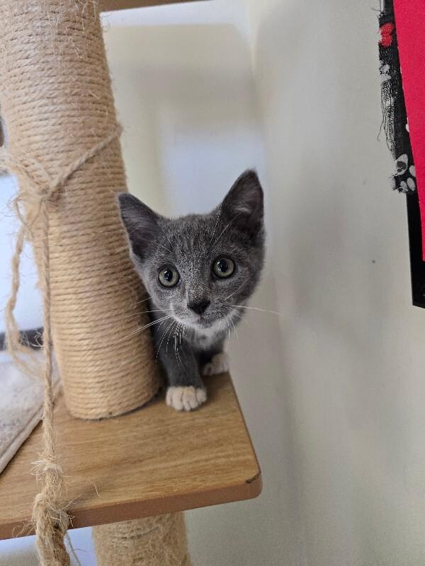 Boots, Adoptable, Young Male Domestic Short Hair.