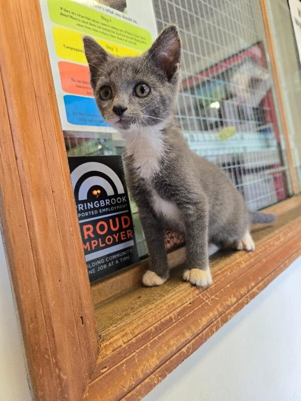 Boots, a Adoptable Domestic Short Hair in Cortland, NY image 2/3