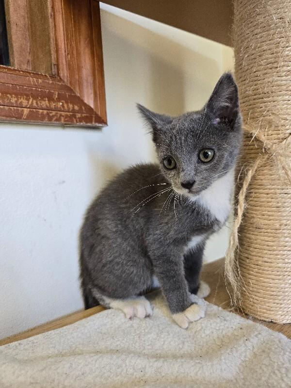Boots, a Adoptable Domestic Short Hair in Cortland, NY image 3/3