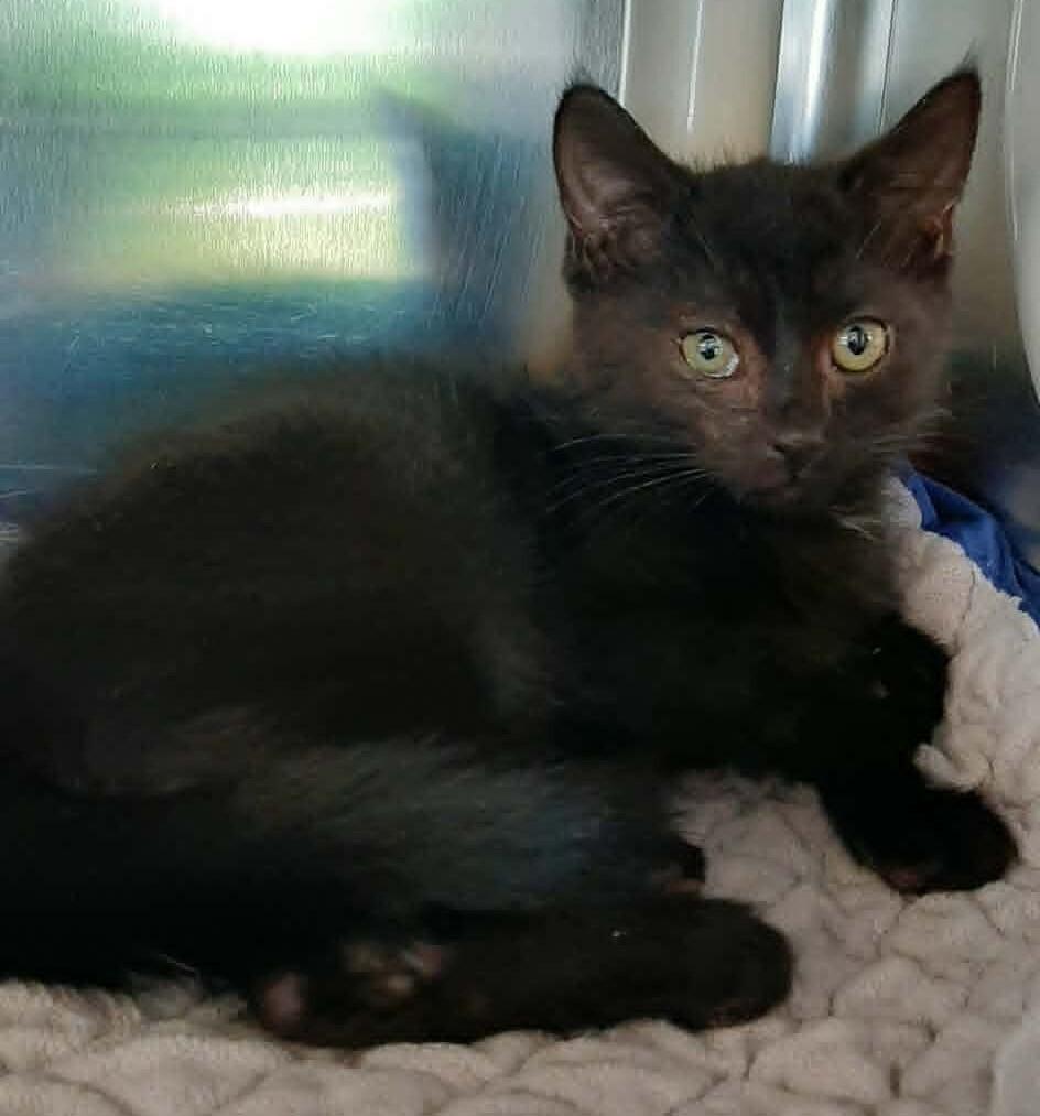 Grumpy, a Adoptable mixed breed in Georgetown, OH image 2/2