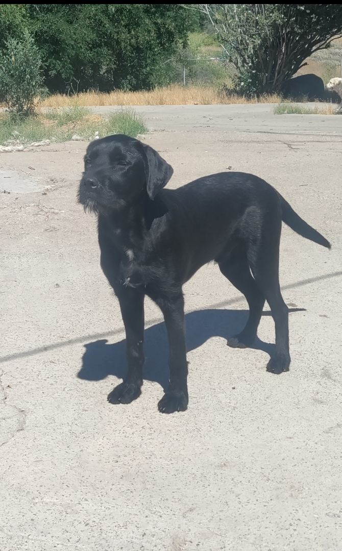 POSSUM, Adoptable, Adult Male Labrador Retriever.