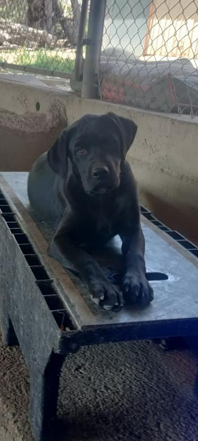 POSSUM, Adoptable, Adult Male Labrador Retriever.