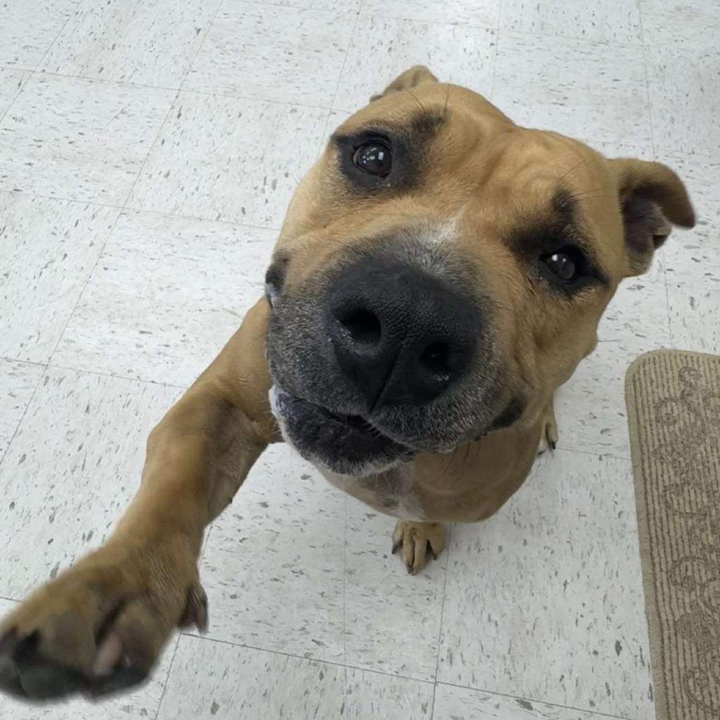 Enlarge Juliette, a Adoptable mixed breed in Wichita, KS image 1/2
