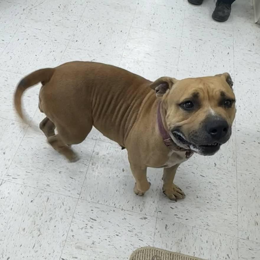 Enlarge Juliette, a Adoptable mixed breed in Wichita, KS image 2/2