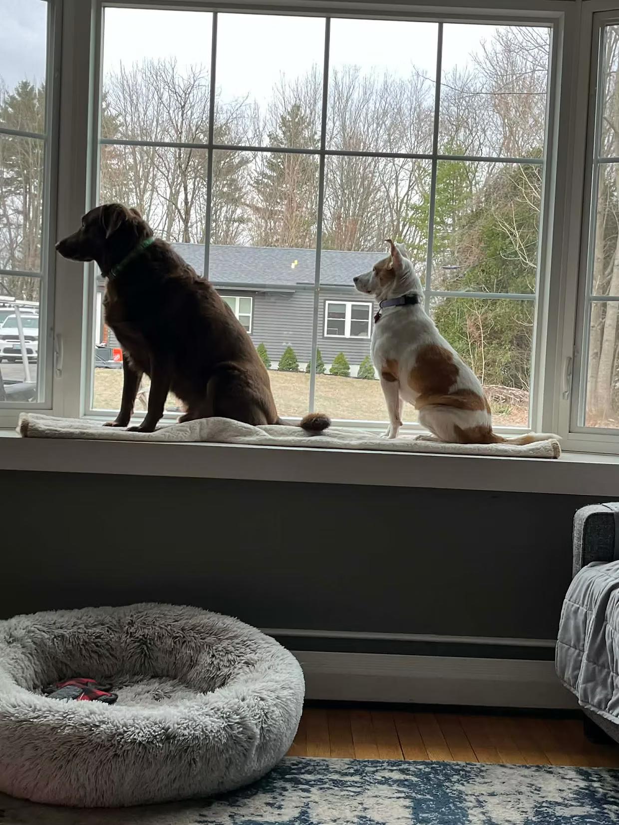 Enlarge Gemma - in Maine, a ADOPTABLE Mixed Breed in Kennebunkport, ME image 5/6