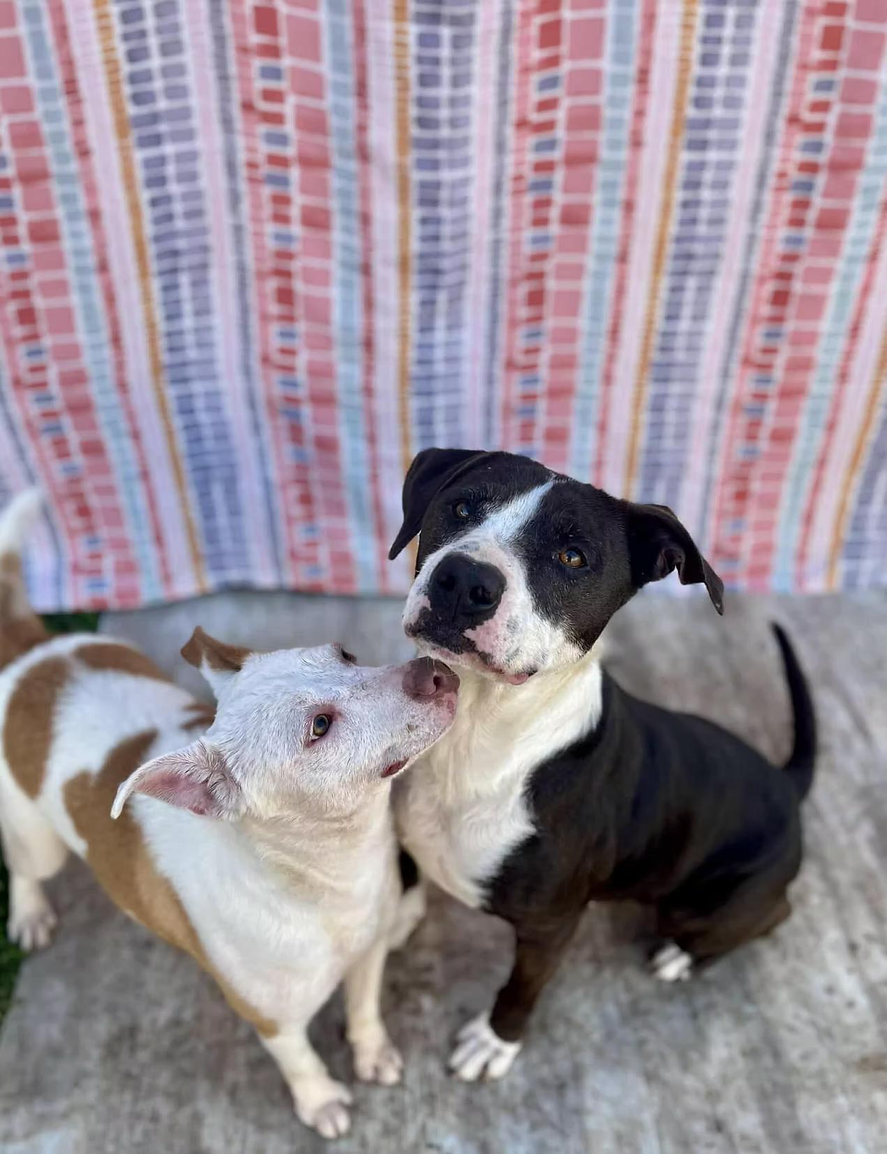 Enlarge Gemma - in Maine, a ADOPTABLE Mixed Breed in Kennebunkport, ME image 3/6