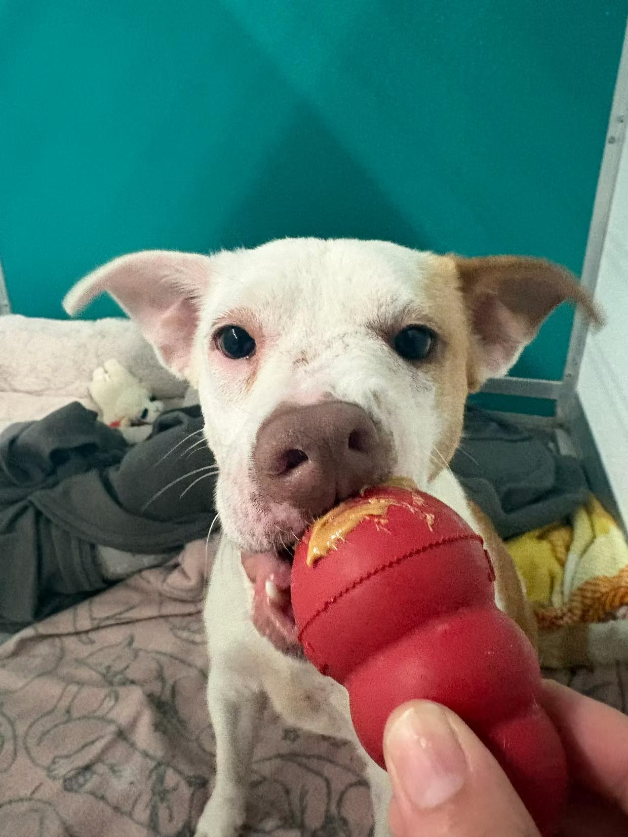 Enlarge Gemma - in Maine, a ADOPTABLE Mixed Breed in Kennebunkport, ME image 6/6