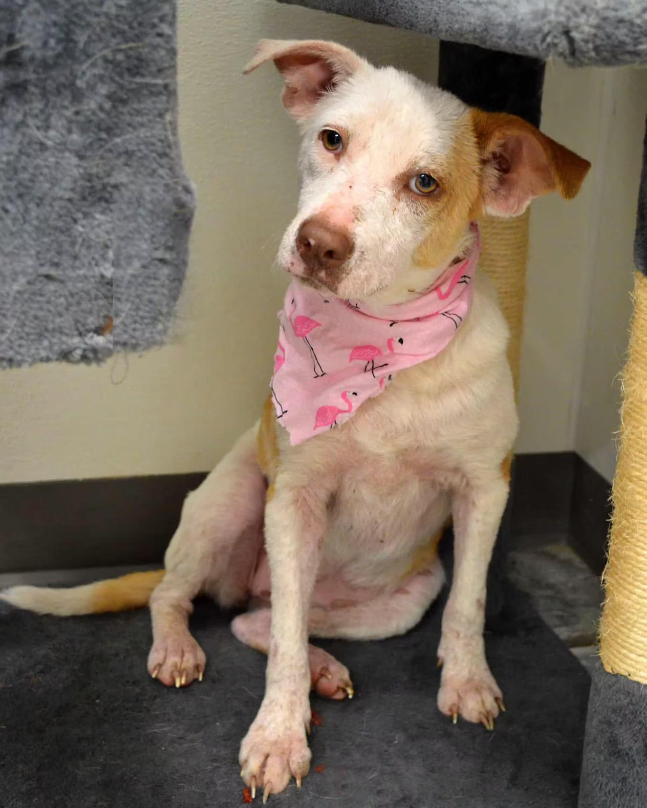 Enlarge Gemma - in Maine, a ADOPTABLE Mixed Breed in Kennebunkport, ME image 4/6