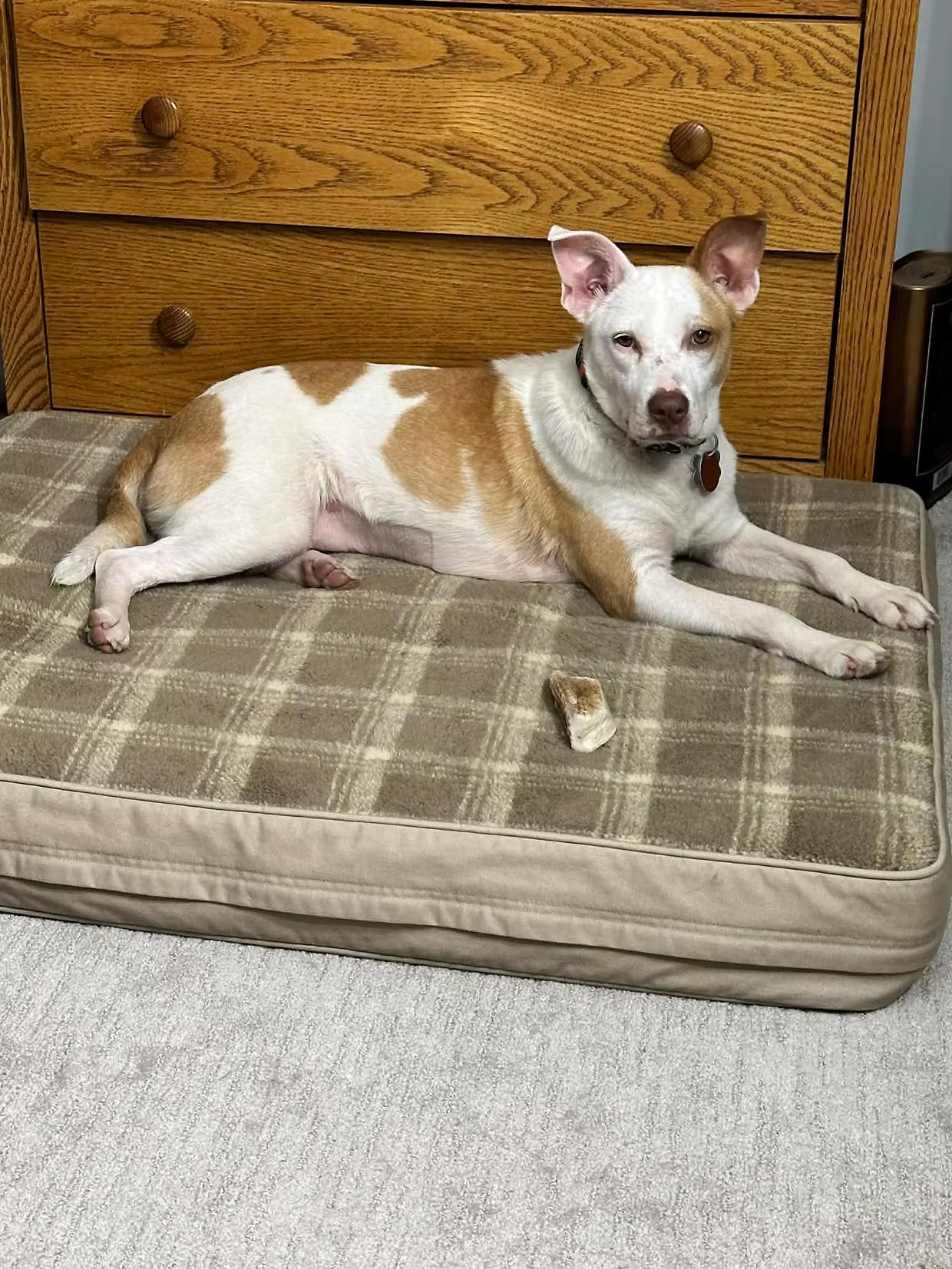 Enlarge Gemma - in Maine, a ADOPTABLE Mixed Breed in Kennebunkport, ME image 2/6