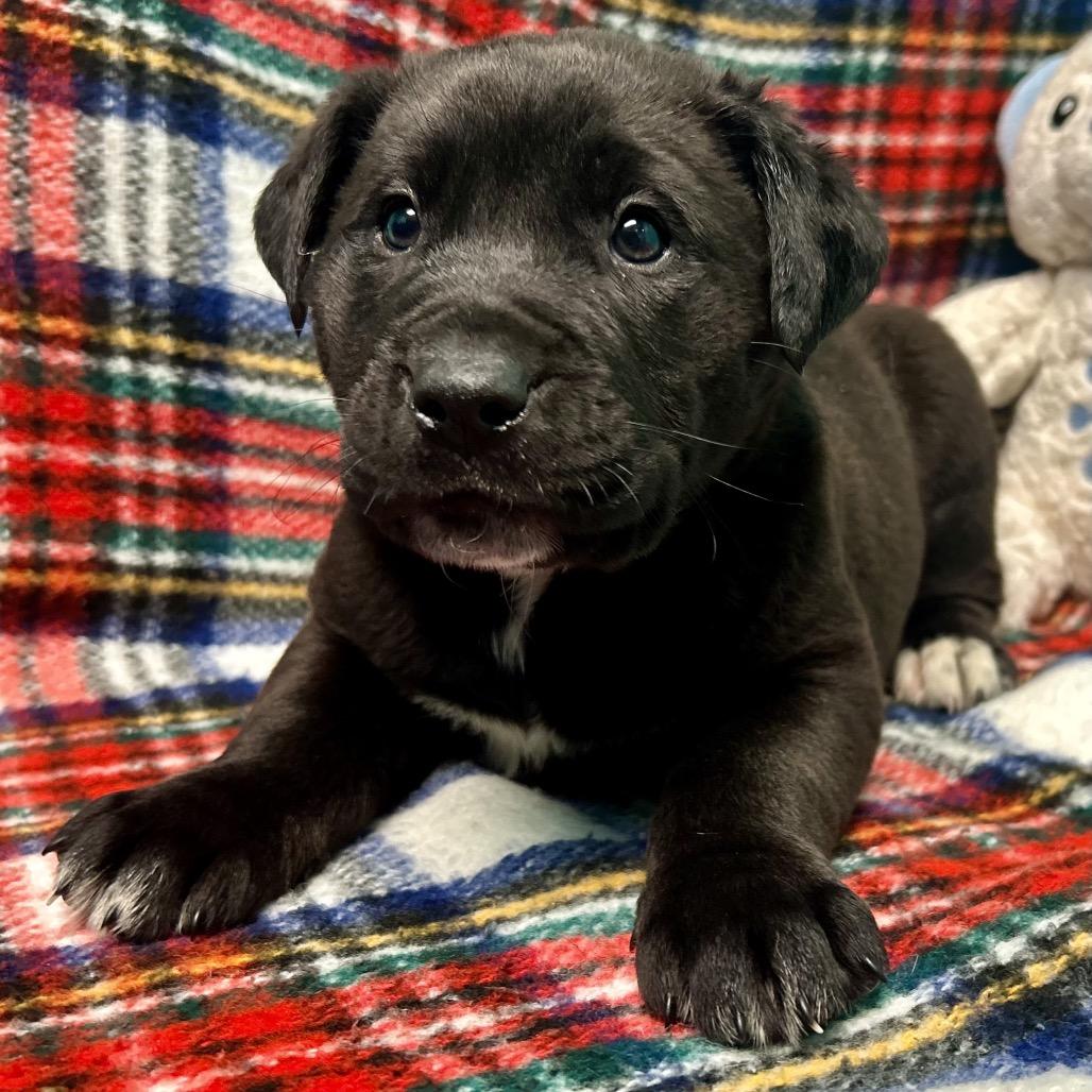 Freight Train, Adoptable, Puppy Male Labrador Retriever & Mixed Breed.