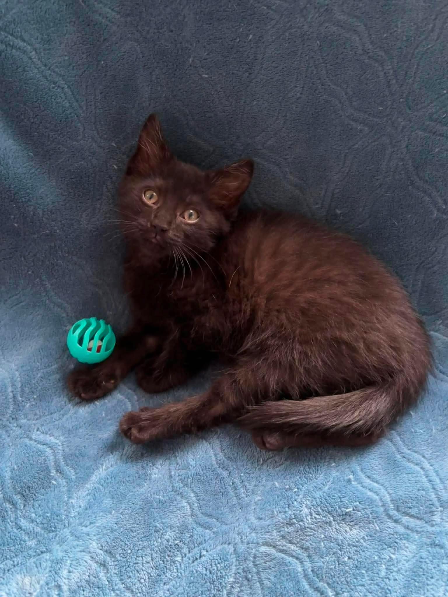 Leroy, an adopted Domestic Short Hair in Canton, OH image 2/2