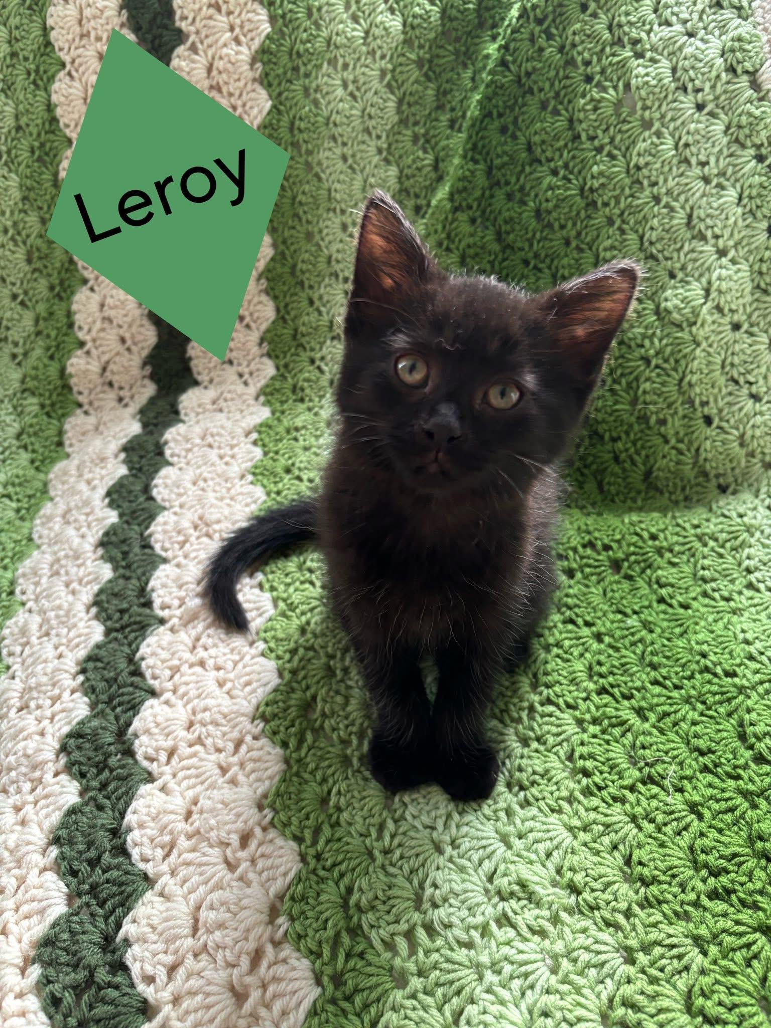 Leroy, an adopted Domestic Short Hair in Canton, OH image 1/2