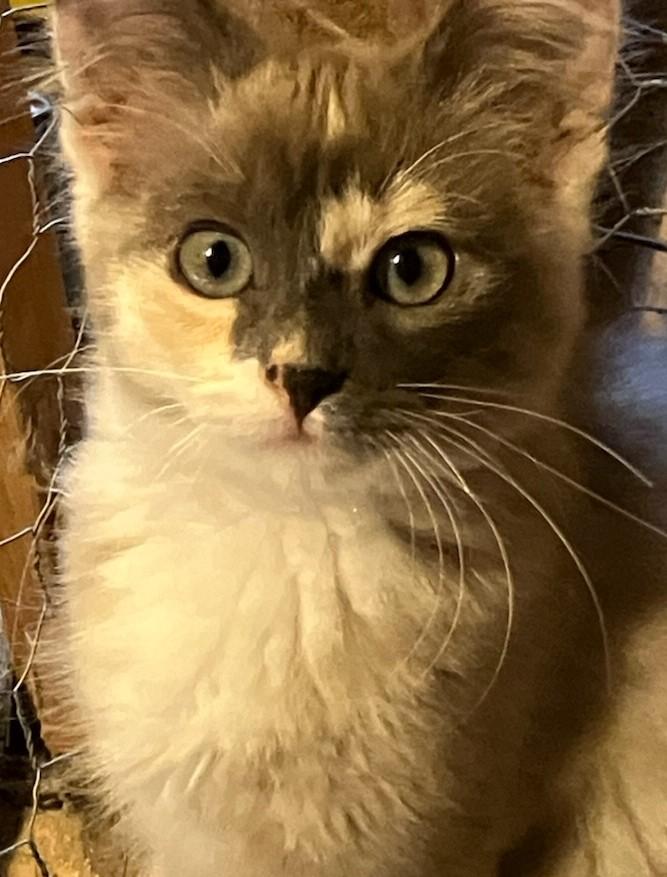 Mia, Adoptable, Young Female Domestic Short Hair.