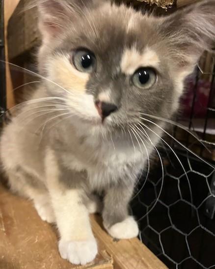 Enlarge Mia, a Adoptable Domestic Short Hair in Santa Rosa, CA image 2/3