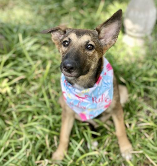 Valkyrie, a Adoptable mixed breed in Boston, MA image 5/5