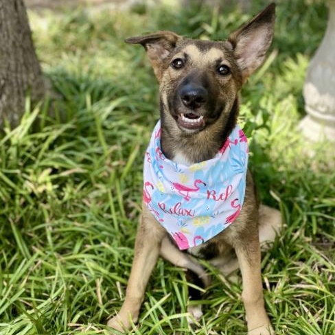 Valkyrie, Adoptable, Puppy Female German Shepherd Dog.