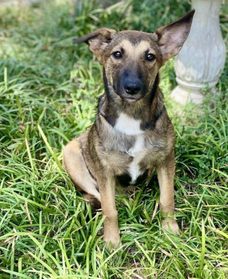 Valkyrie, a Adoptable mixed breed in Boston, MA image 3/5