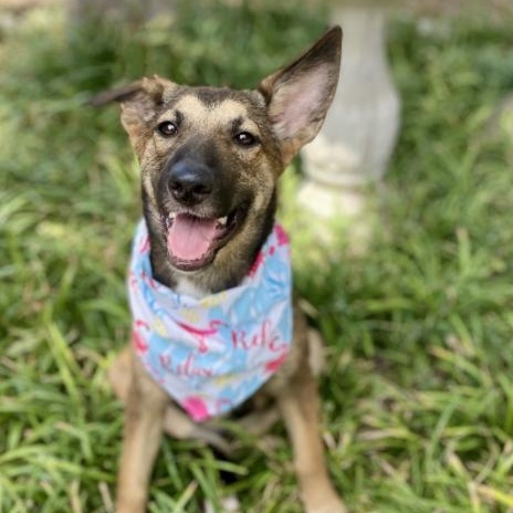 Valkyrie, a Adoptable mixed breed in Boston, MA image 2/5