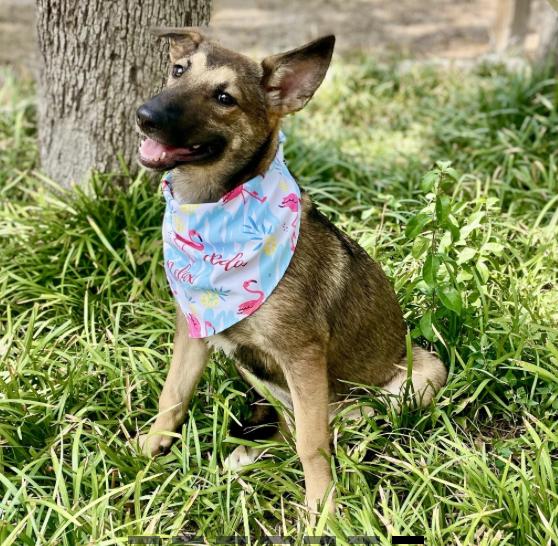 Valkyrie, a Adoptable mixed breed in Boston, MA image 4/5