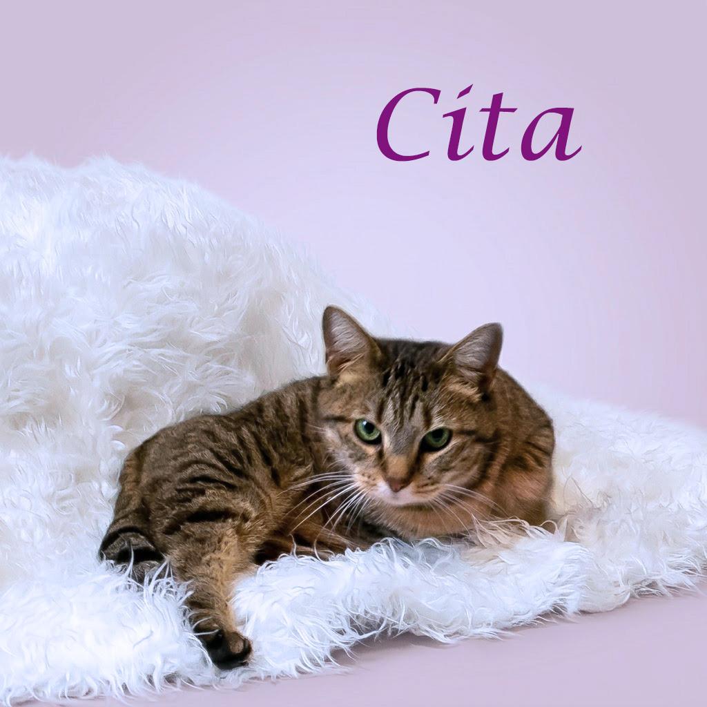 Cita C26-061, Adoptable, Adult Female Domestic Short Hair.
